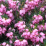 Calluna vulgaris 'Mediterranean Pink' .png